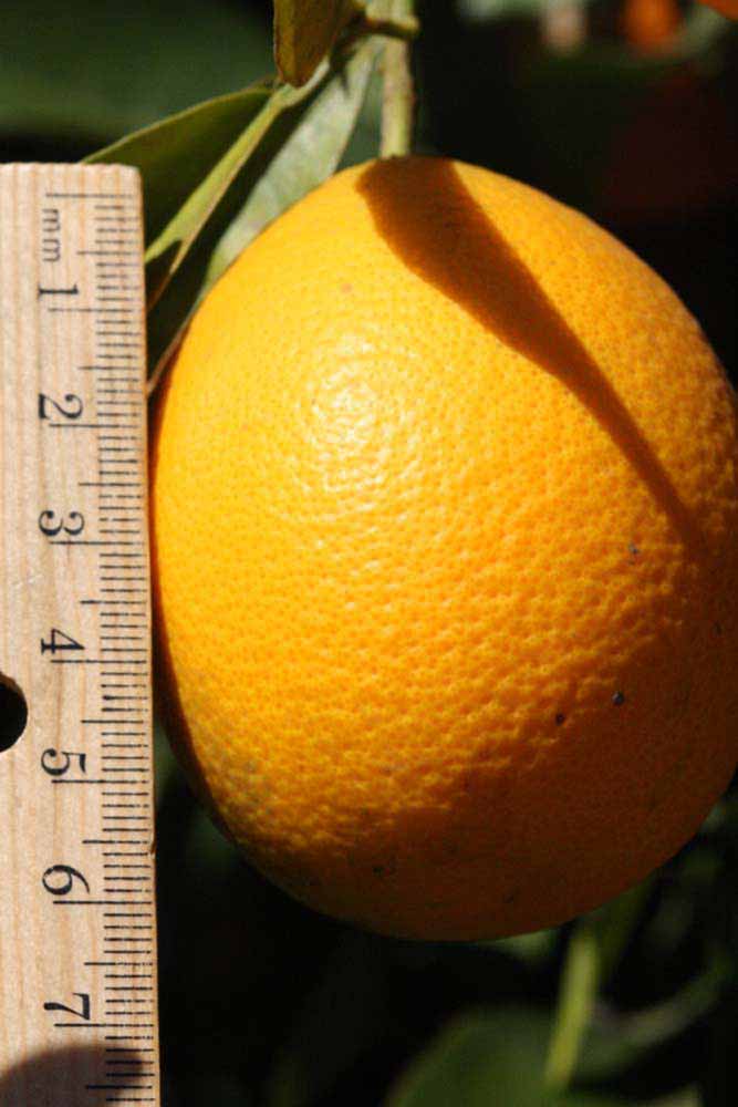            Fruit (Riverside, CA)   